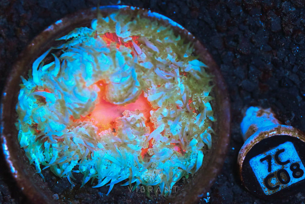 Rock Flower Ultra Anemone
