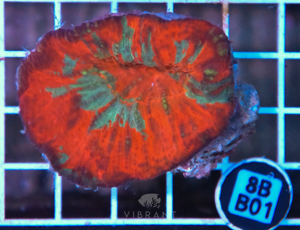 Scoly Vitensis Ultra SOL