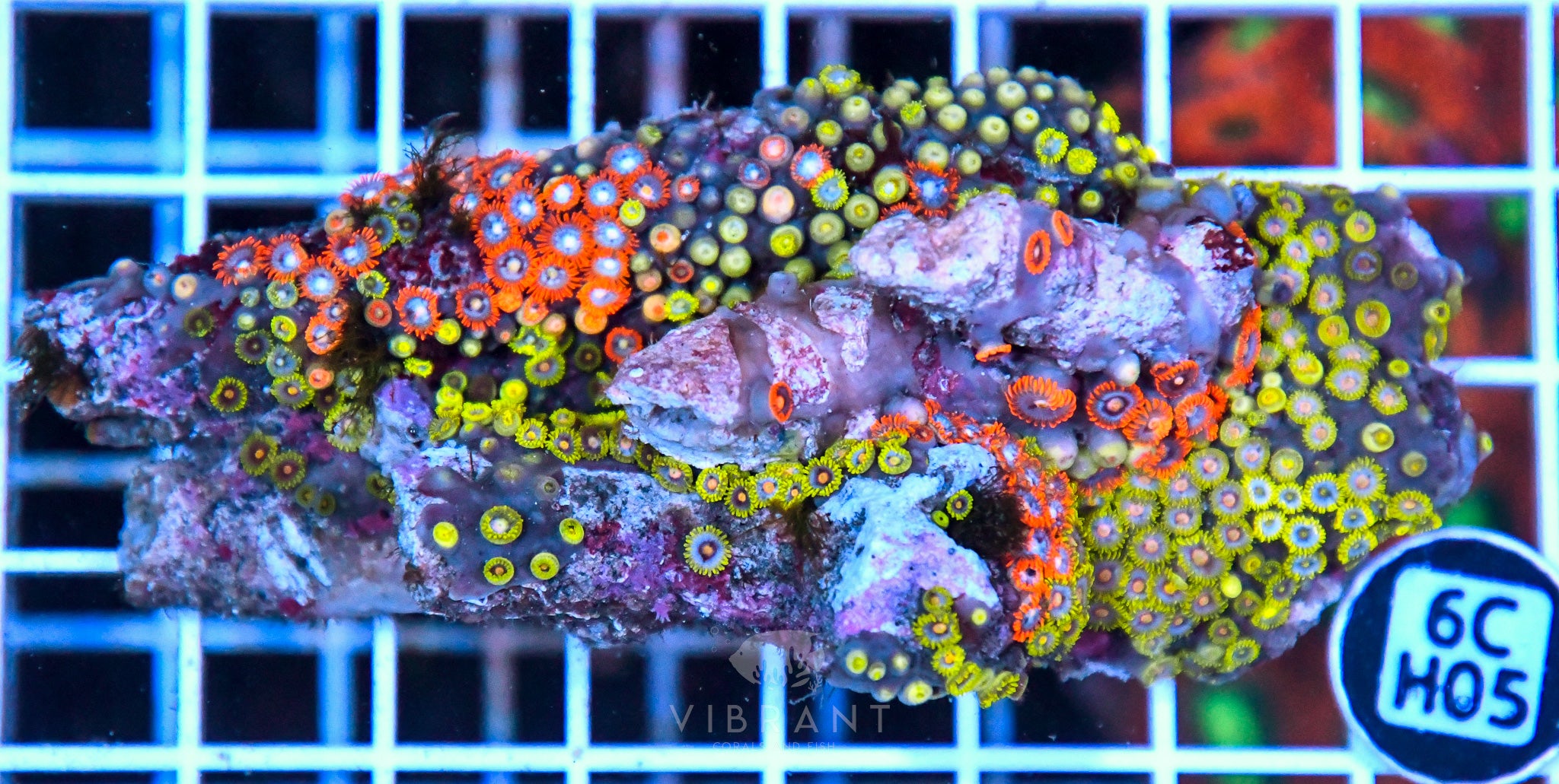 Zoa Ultra SOL