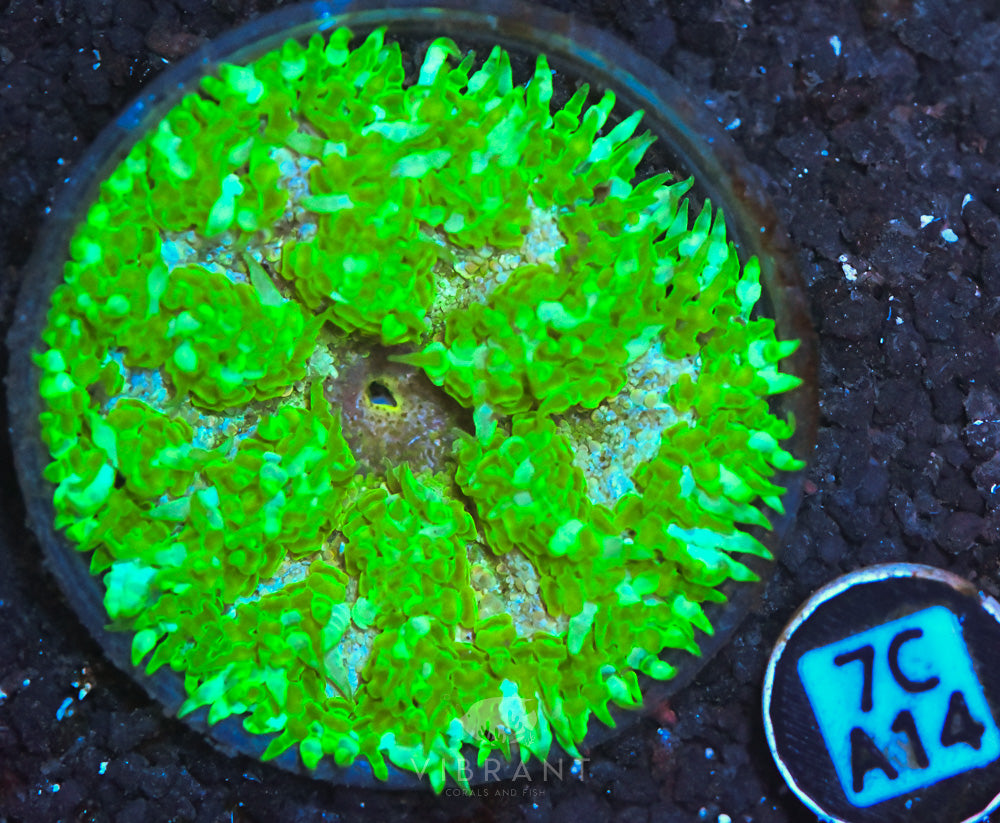 Rock Flower Ultra Anemone