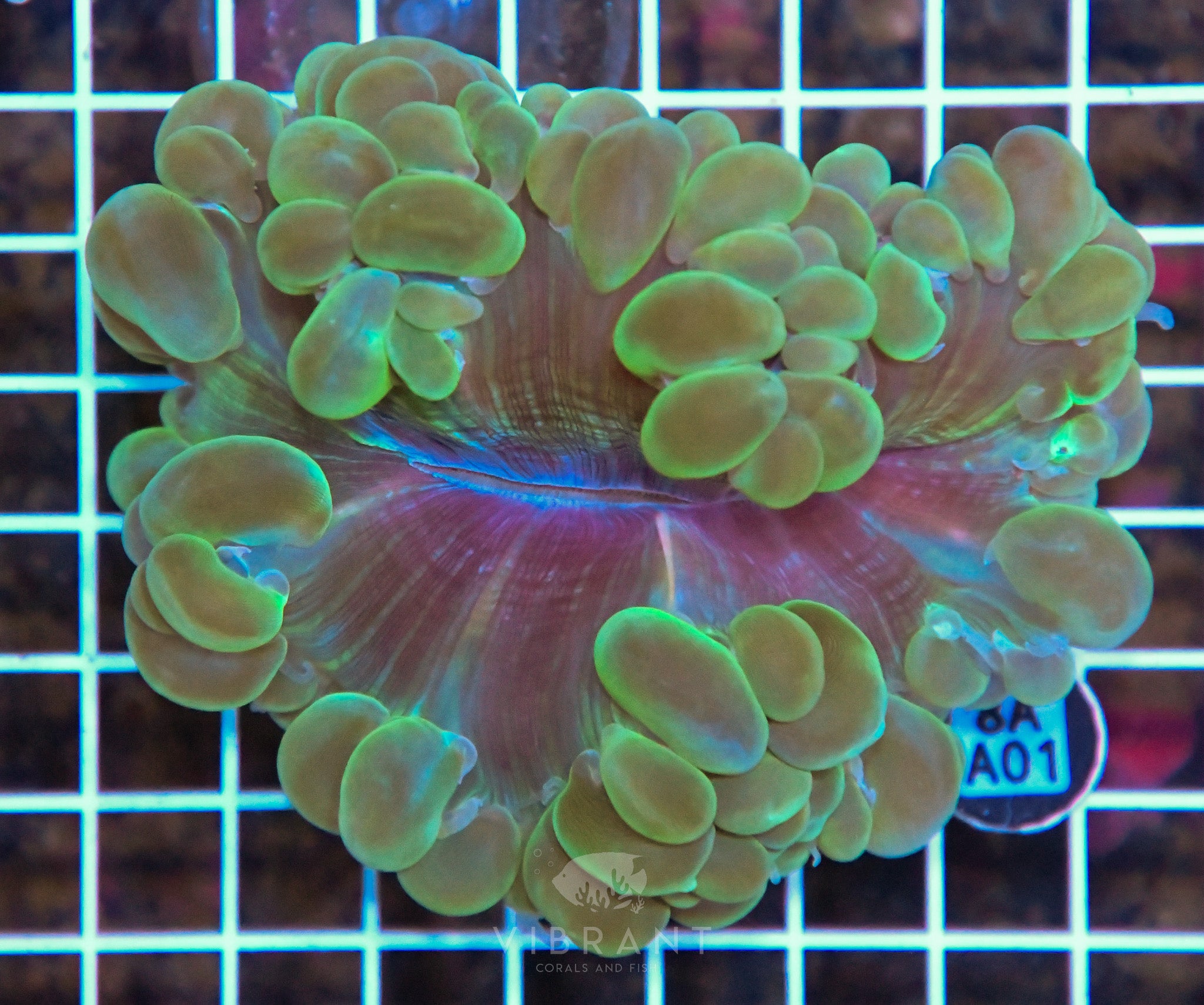 Bubble Coral INDO W