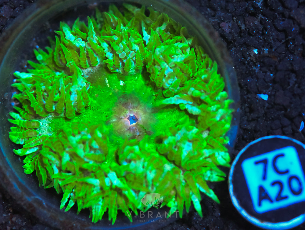 Rock Flower Ultra Anemone