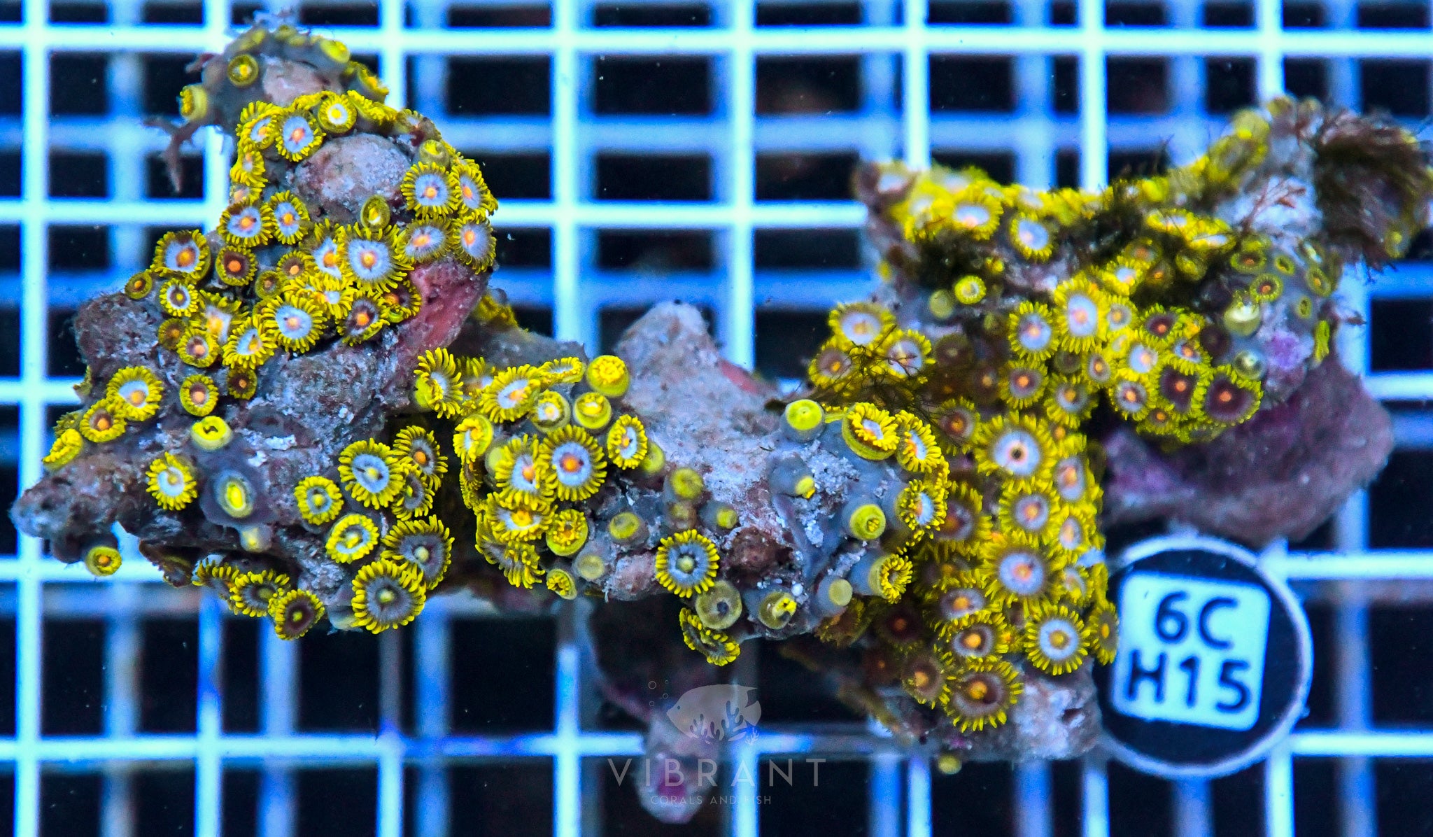 Zoa Ultra SOL