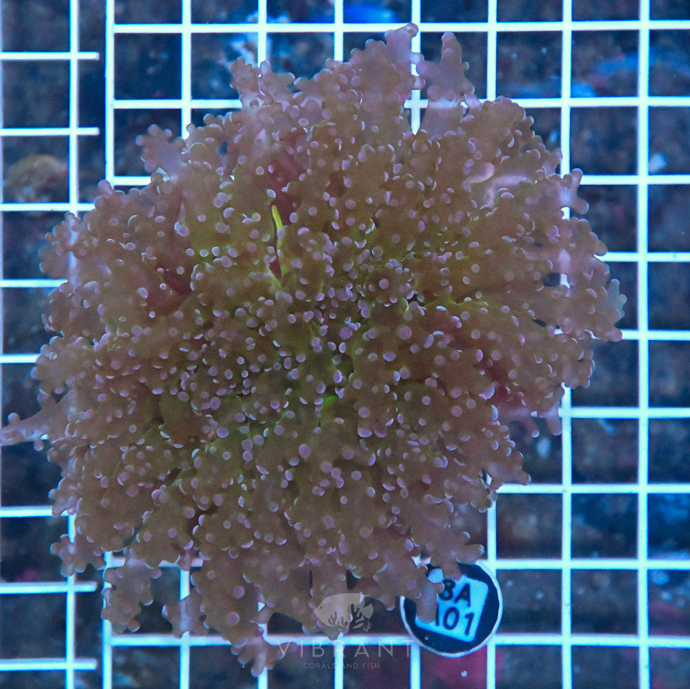 Octospawn Jumbo Ultra SOL