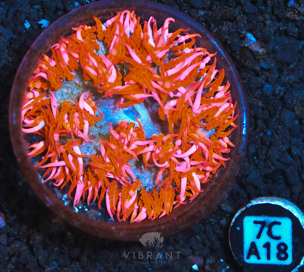 Rock Flower Ultra Anemone