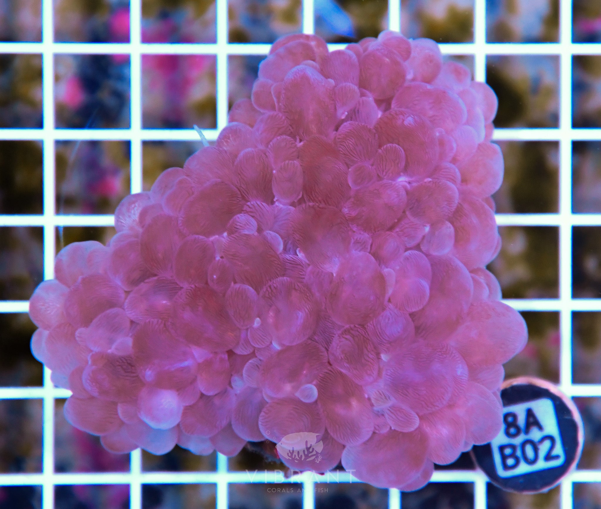 Bubble Coral AUS