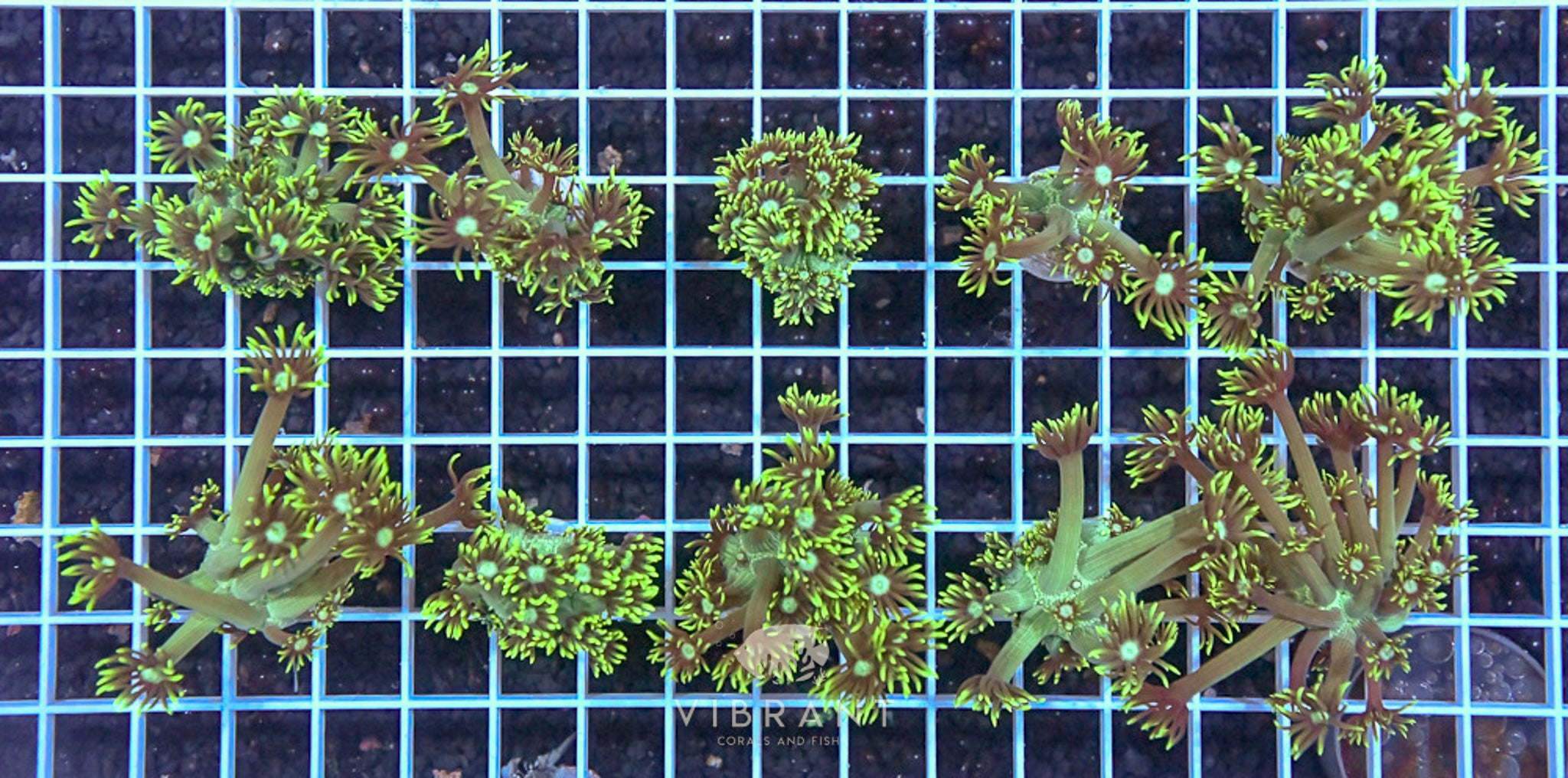 Frag Goniopora Pack 10pc AUS sample