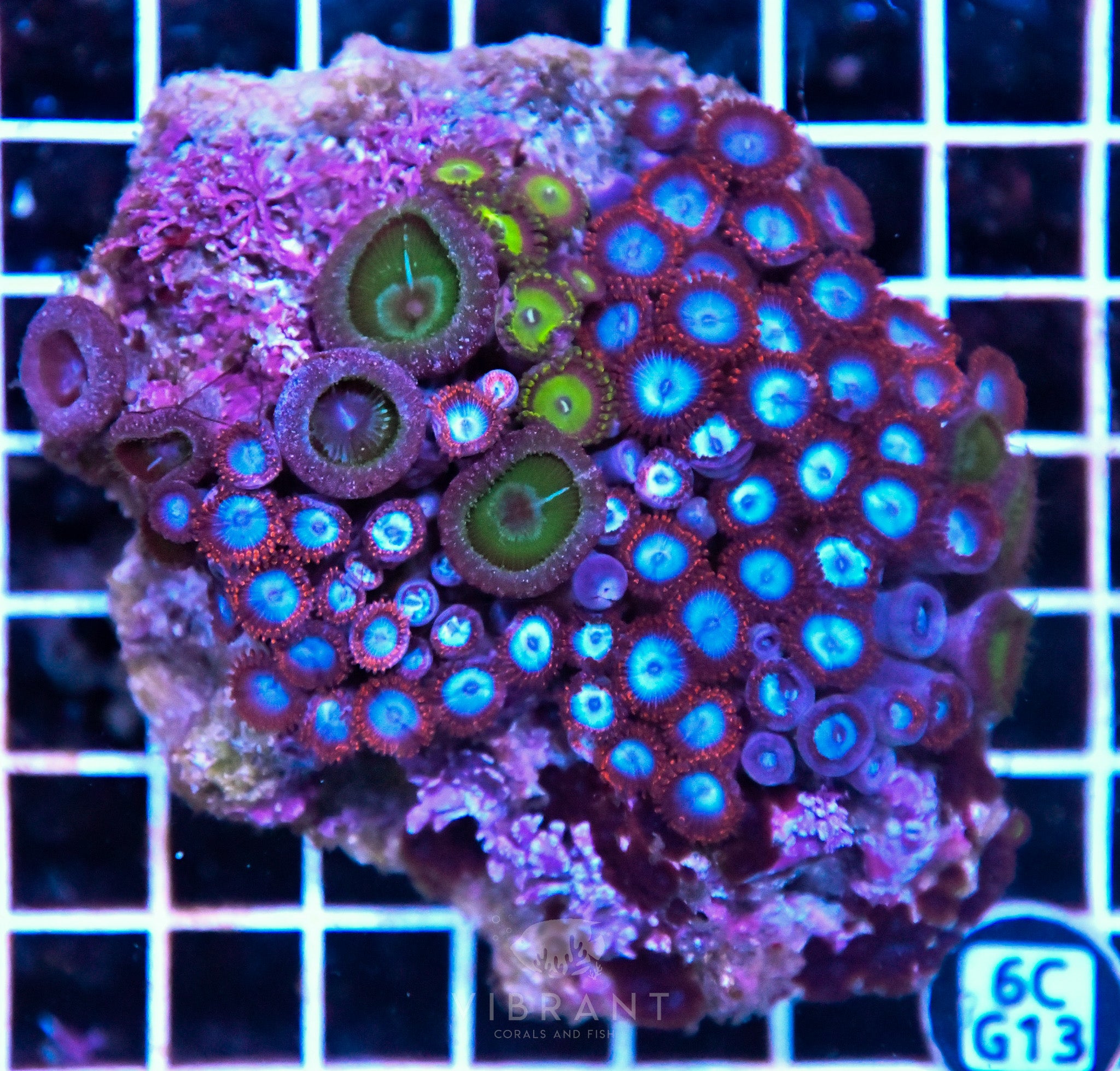 Zoa INDO W