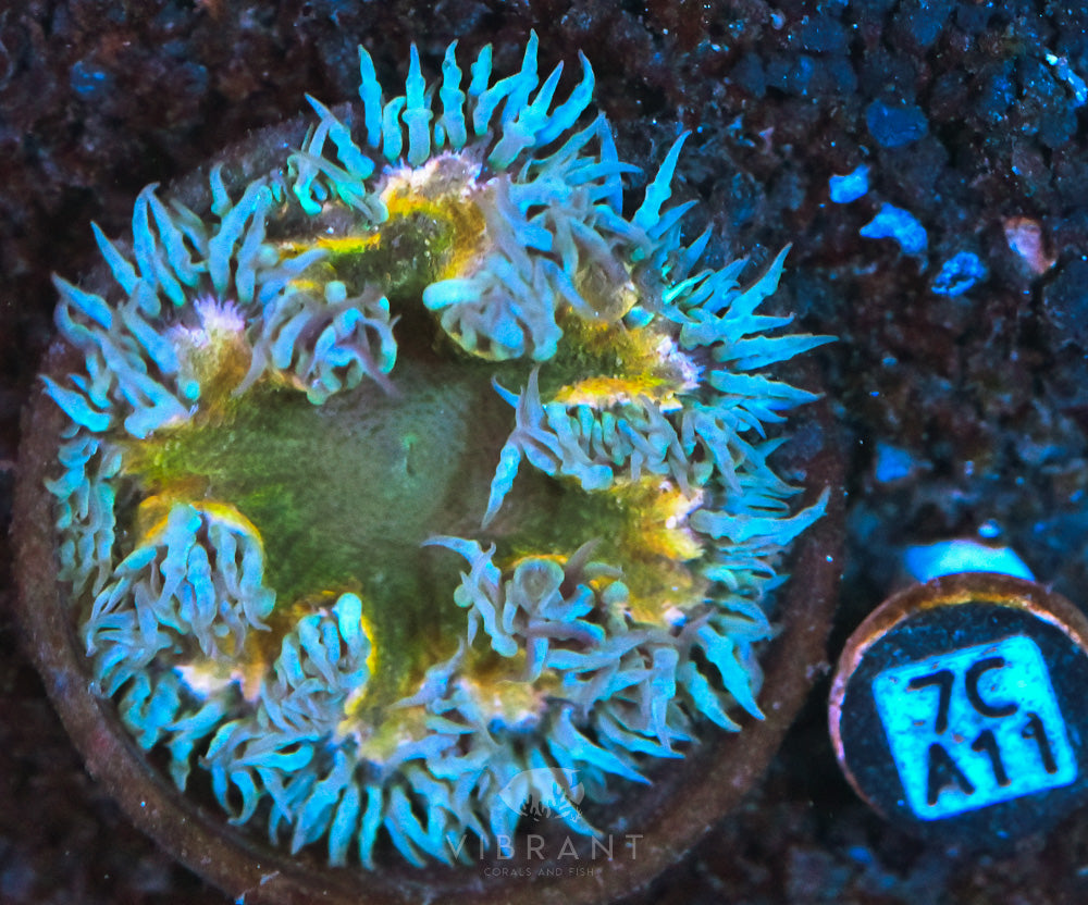 Rock Flower Ultra Anemone