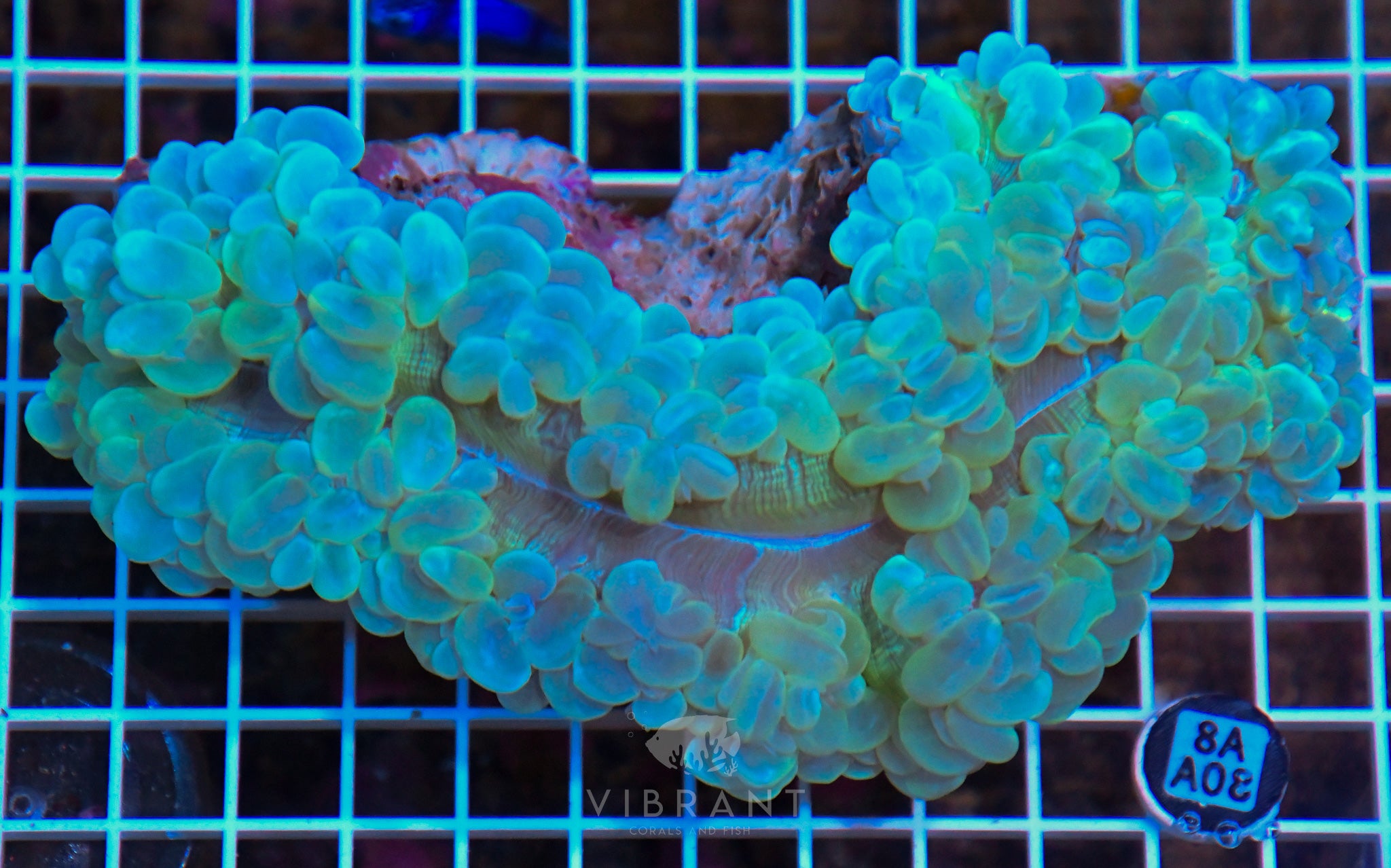 Bubble Coral INDO W