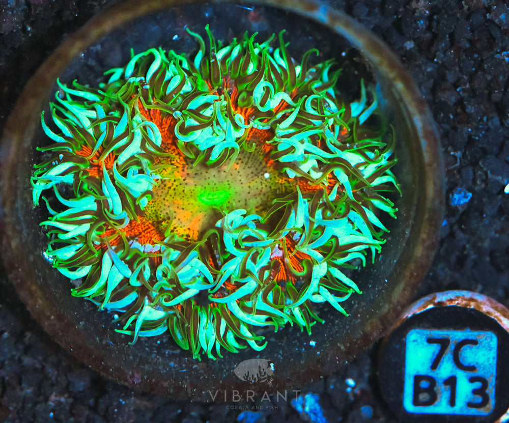 Rock Flower Ultra Anemone
