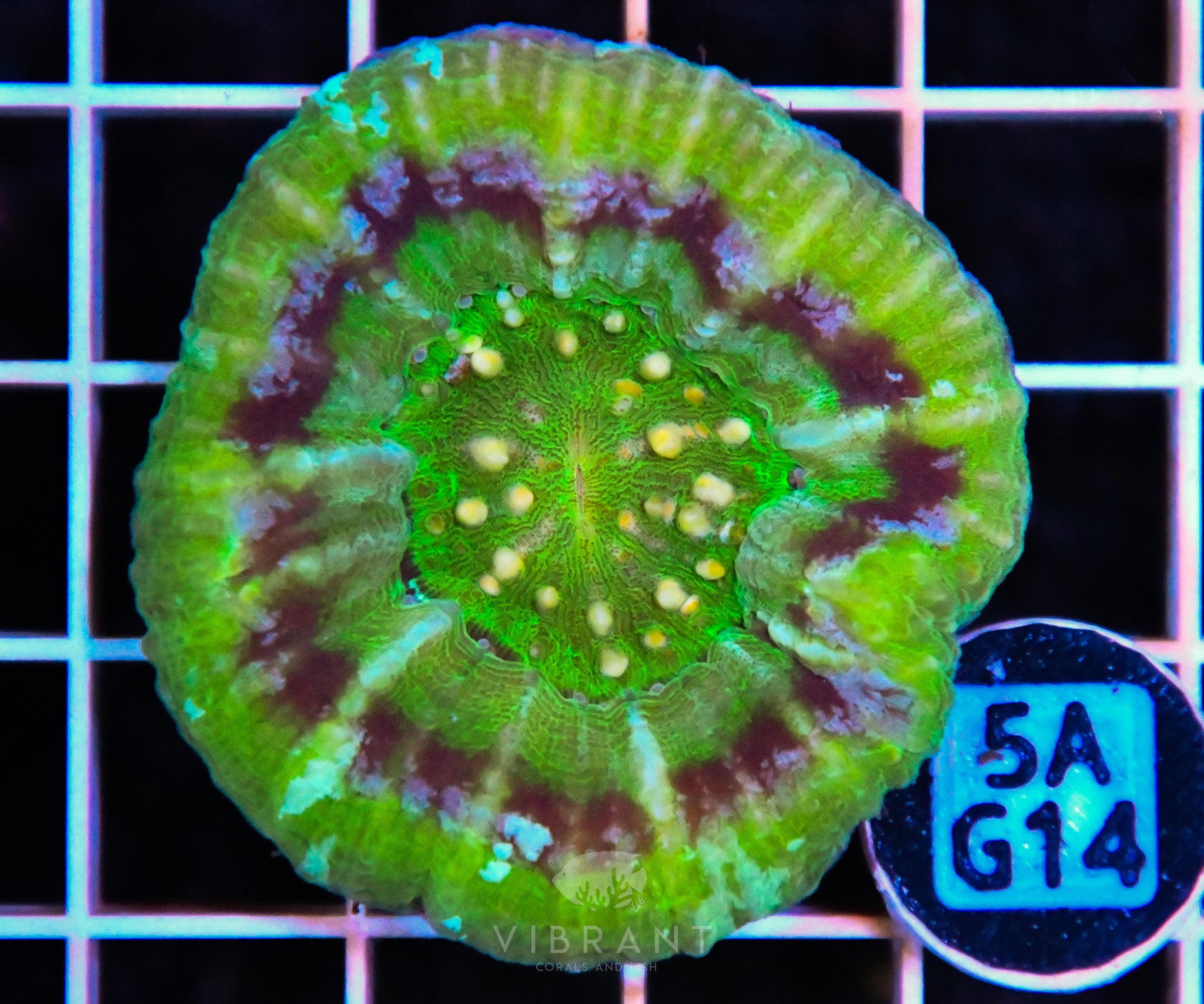 Scoly Ultra AUS