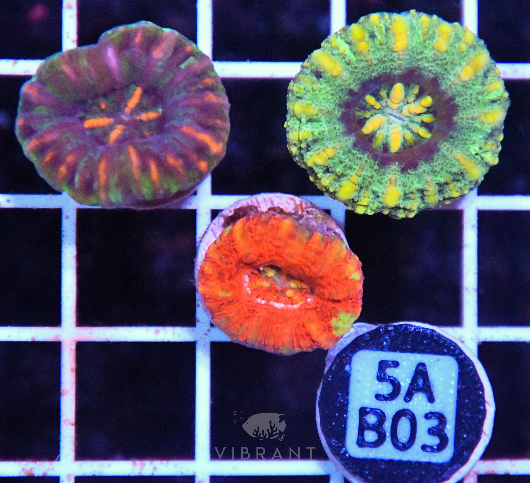 Scoly Nano 3 Pack