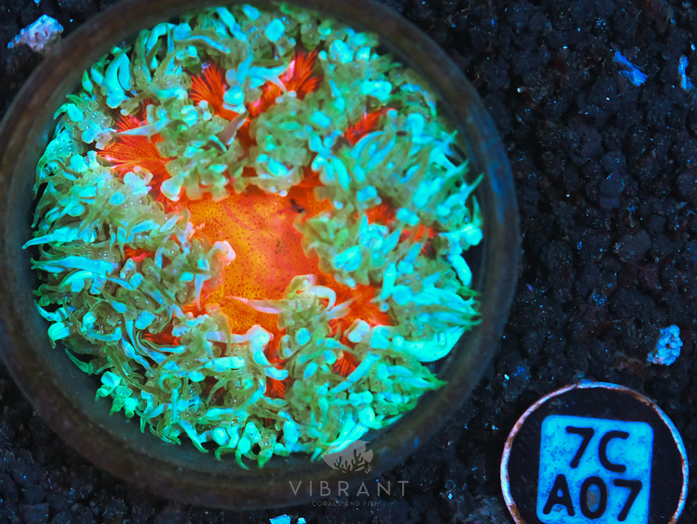 Rock Flower Ultra Anemone
