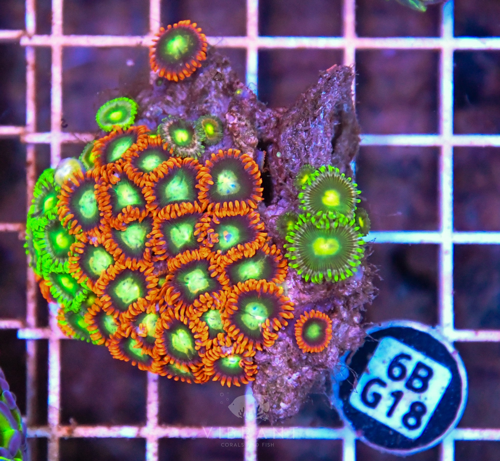 Zoa AUS