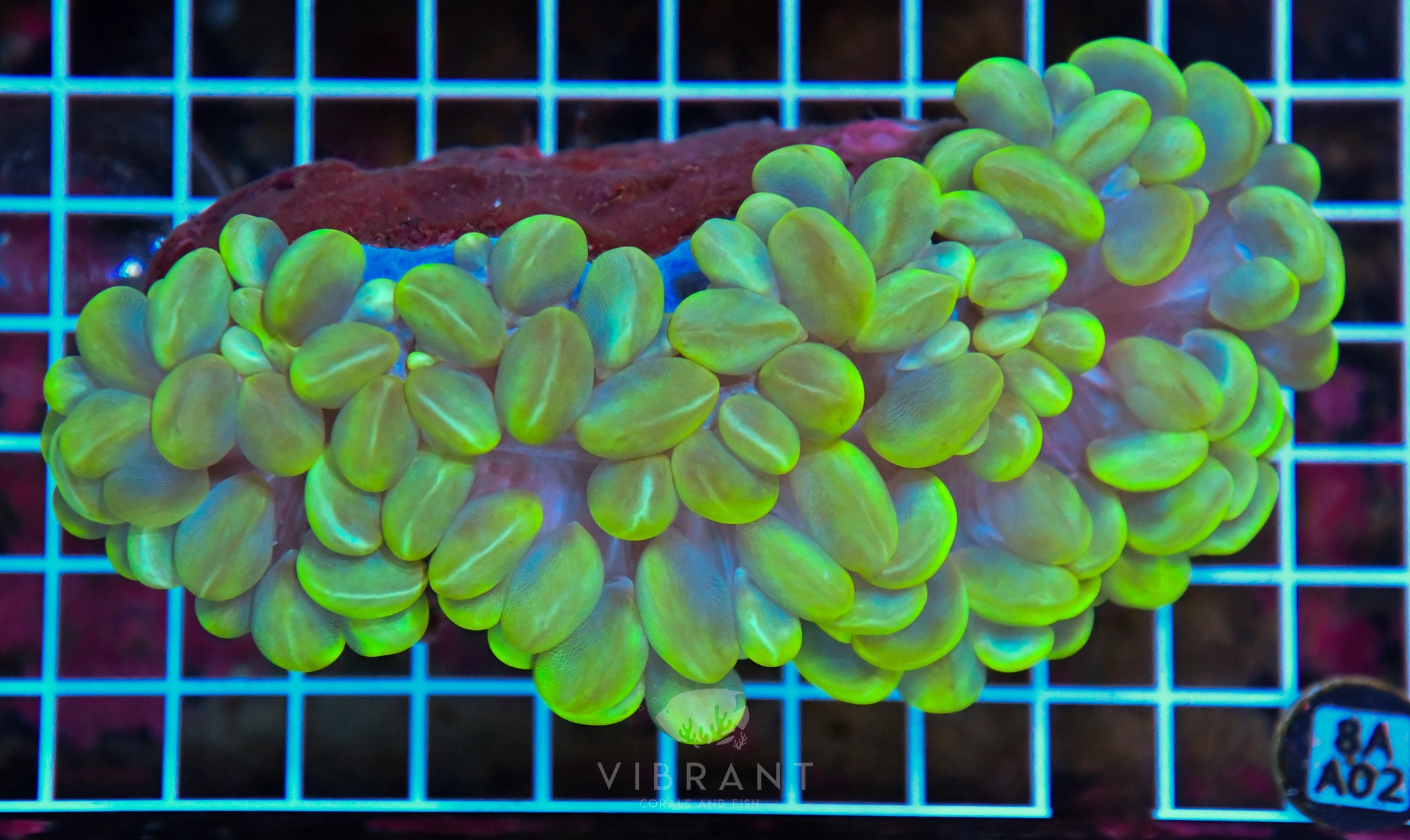 Bubble Coral INDO W