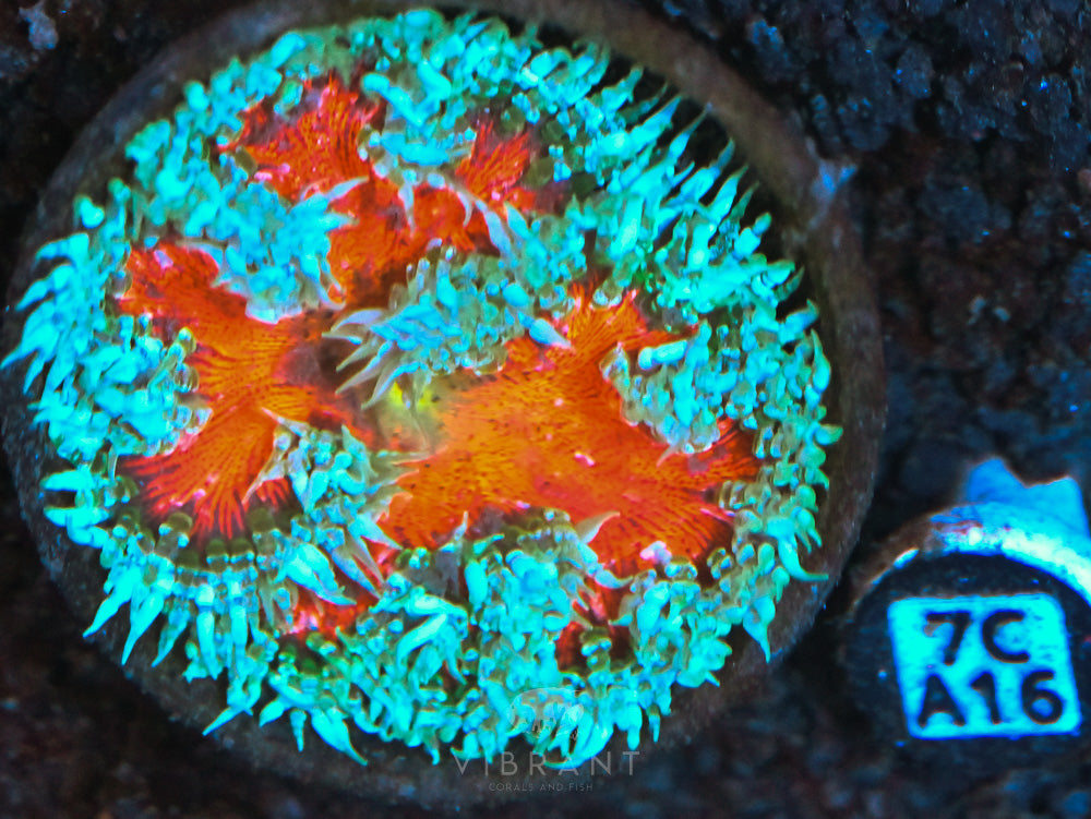 Rock Flower Ultra Anemone