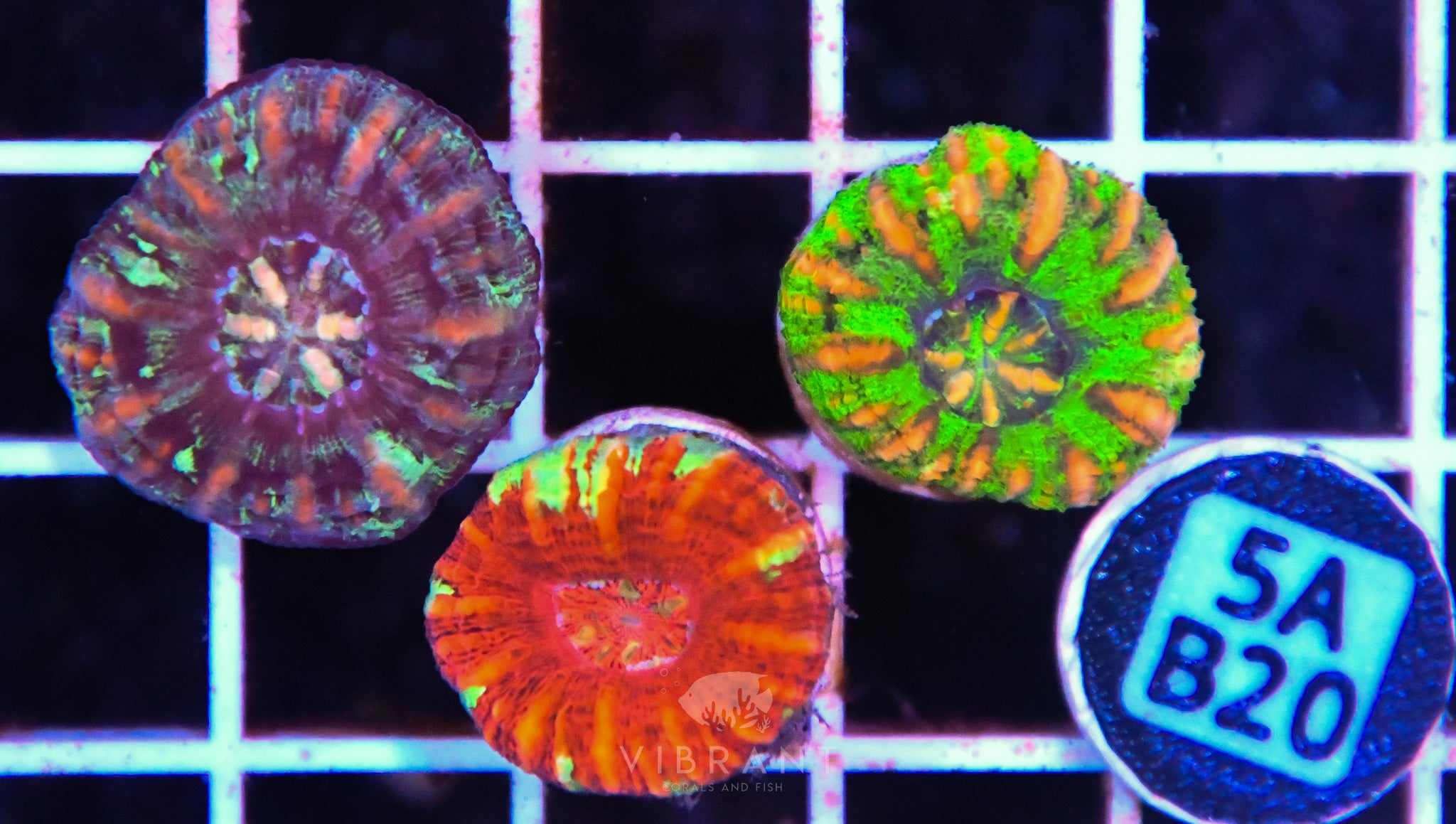 Scoly Nano 3 Pack