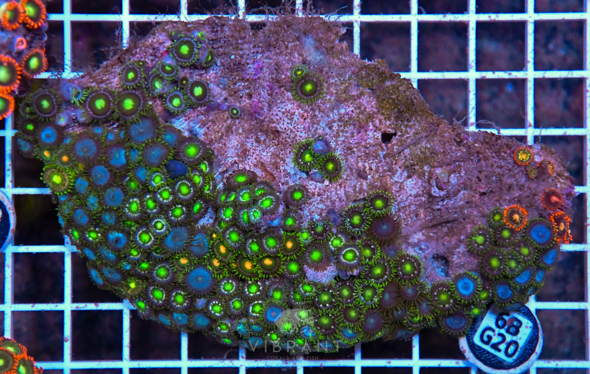 Zoa AUS
