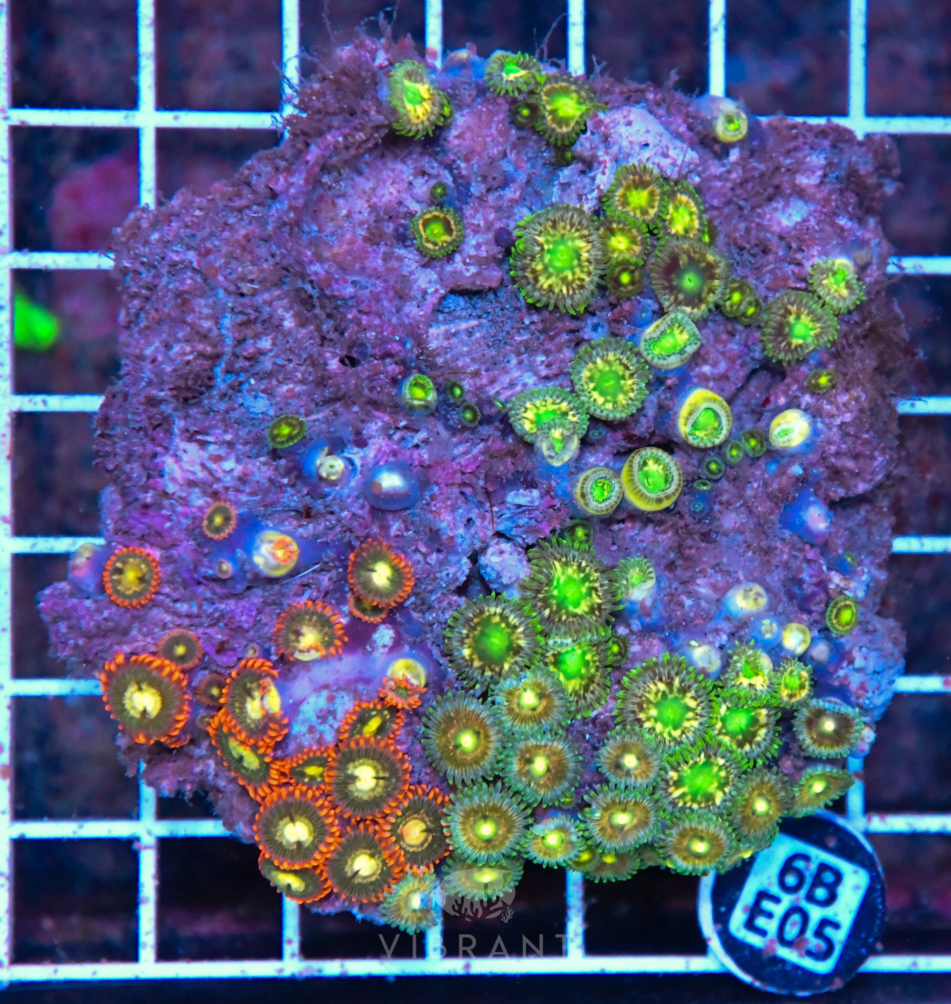 Zoa AUS