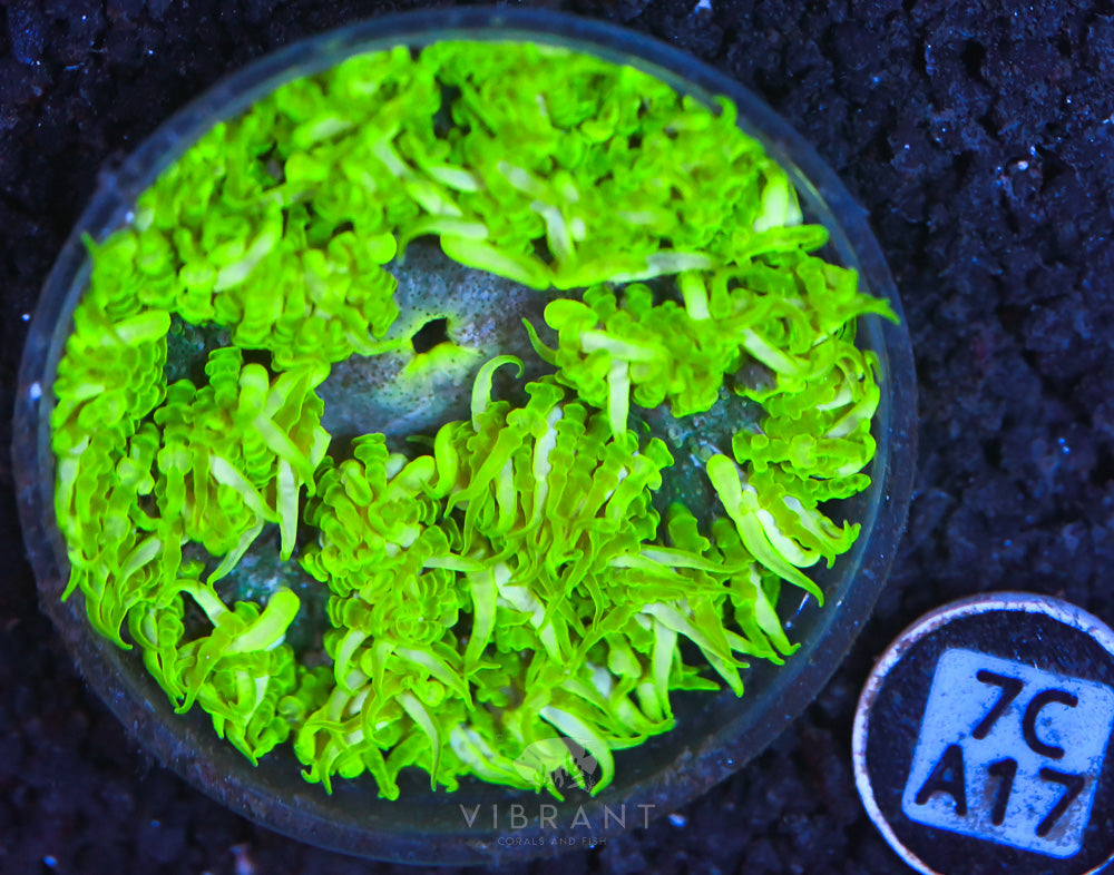 Rock Flower Ultra Anemone