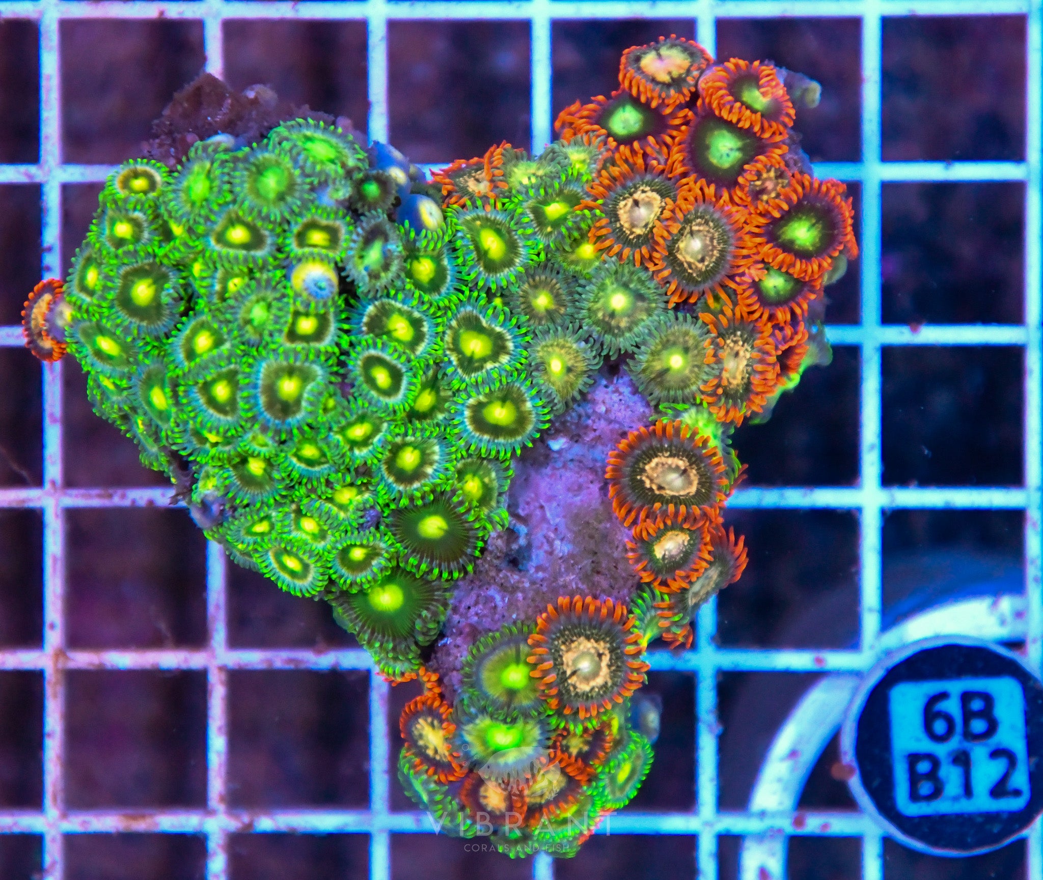 Zoa AUS