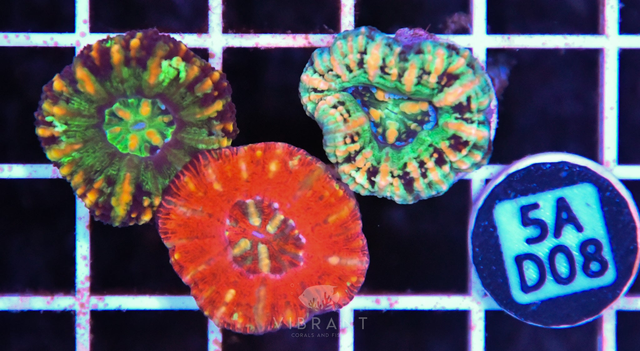 Scoly Nano 3 Pack