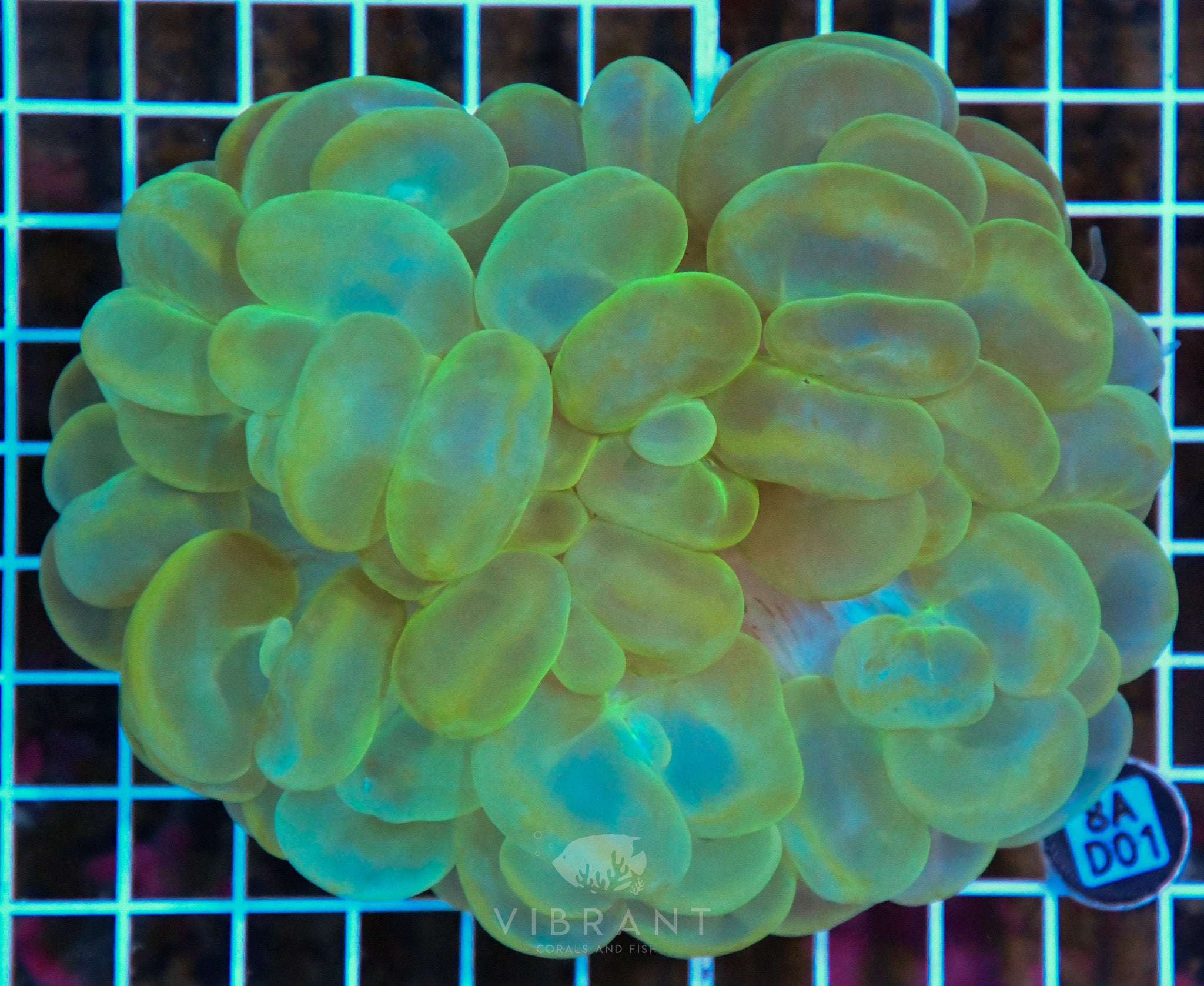 Bubble Coral INDO W