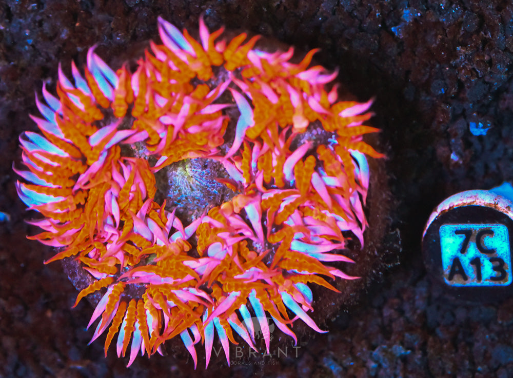 Rock Flower Ultra Anemone