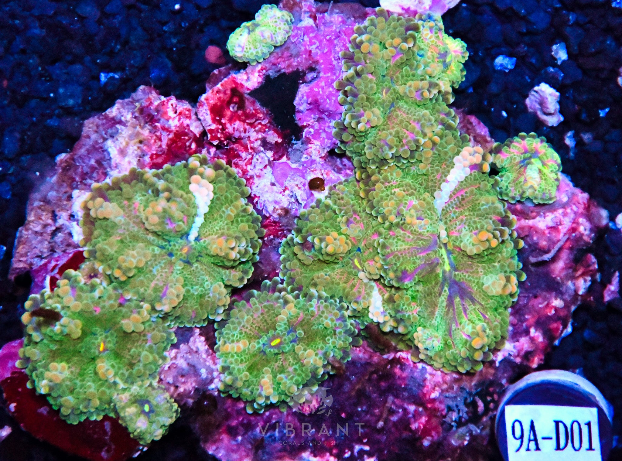 Mushroom INDO W