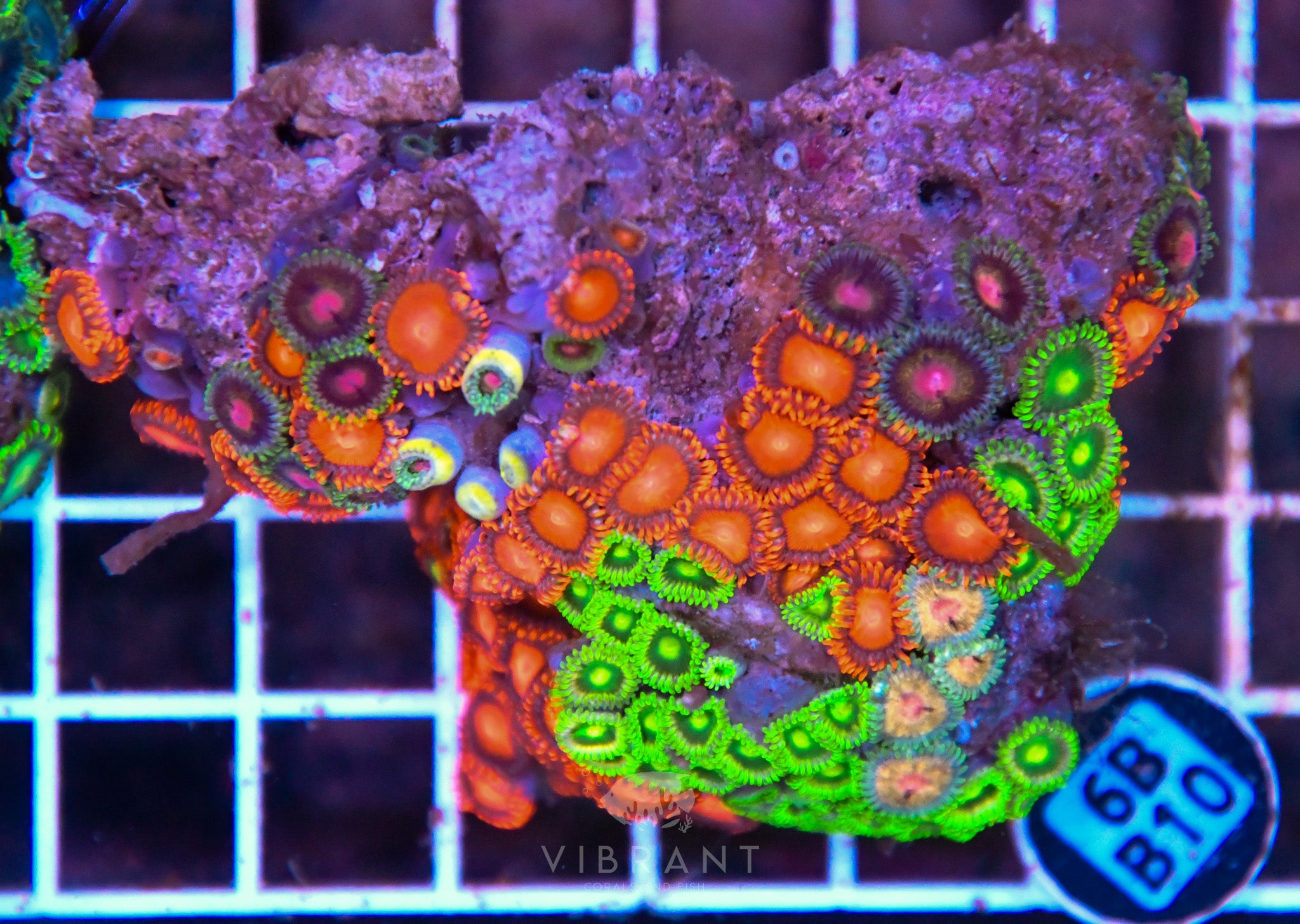 Zoa AUS