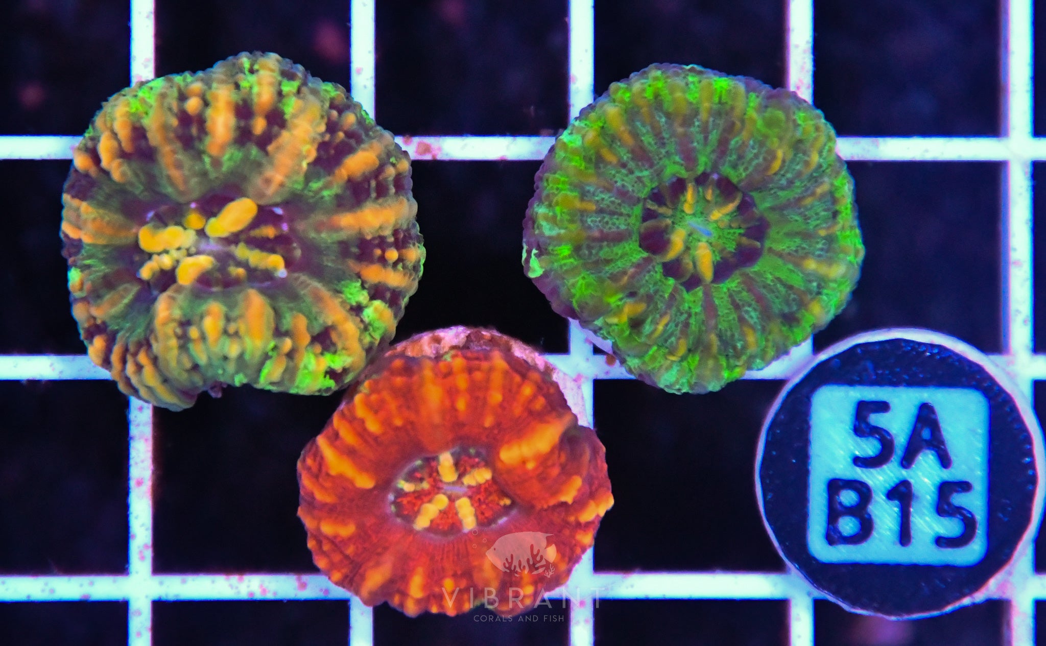 Scoly Nano 3 Pack
