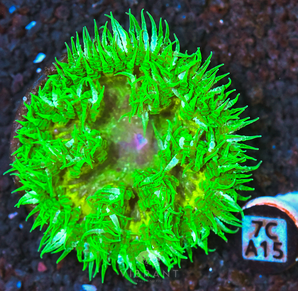 Rock Flower Ultra Anemone
