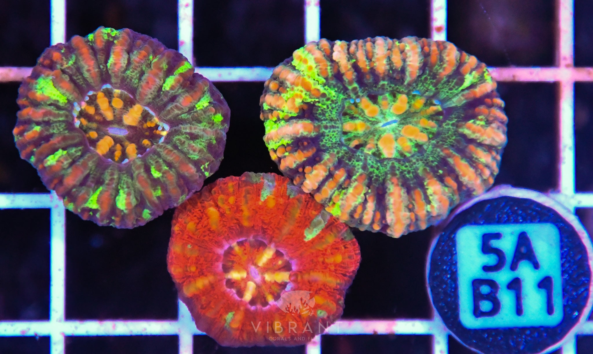 Scoly Nano 3 Pack