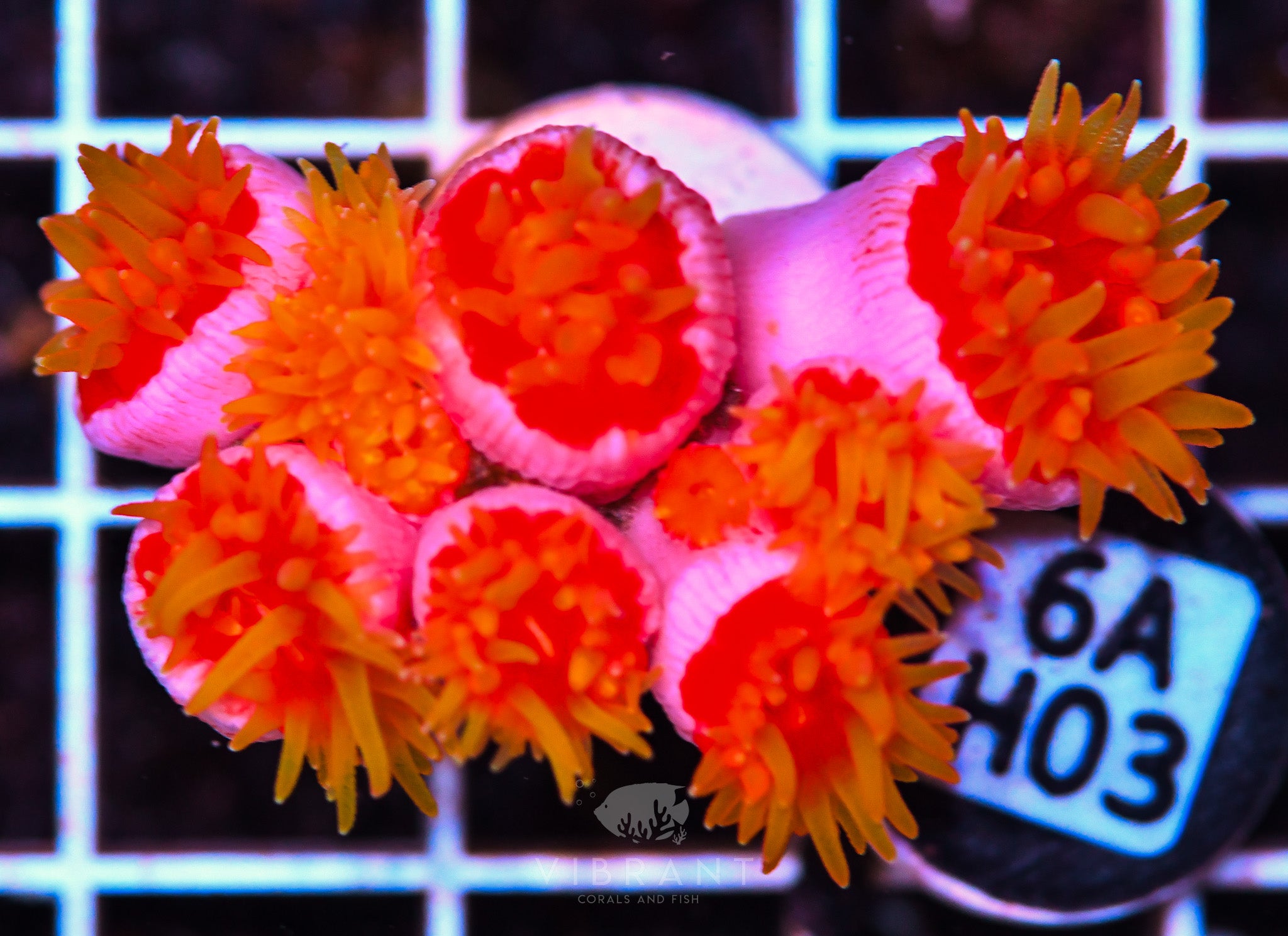 Dendro Fat Head ASIAN