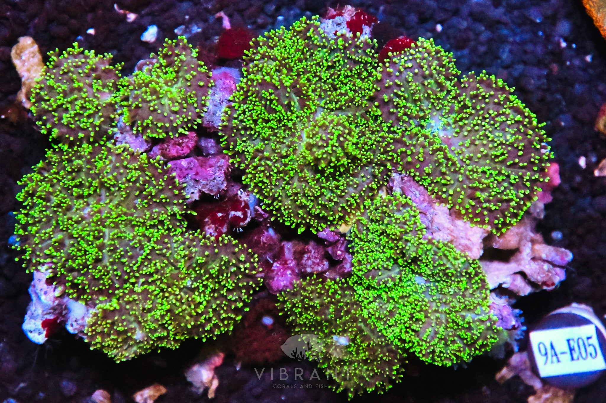 Mushroom INDO W