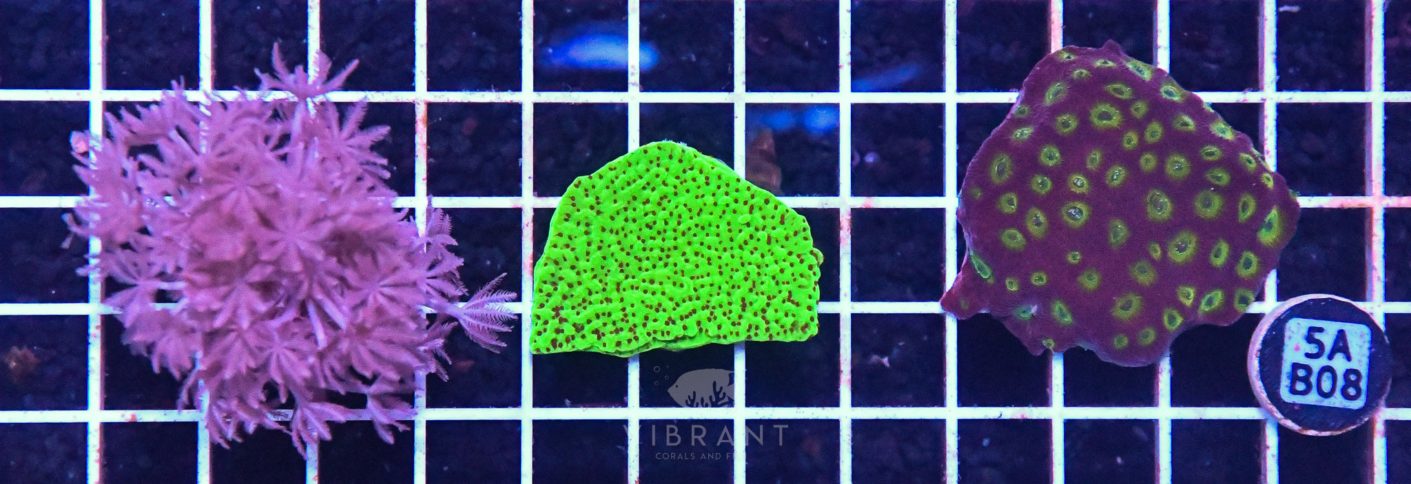 Frag Aquaculture 3pc
