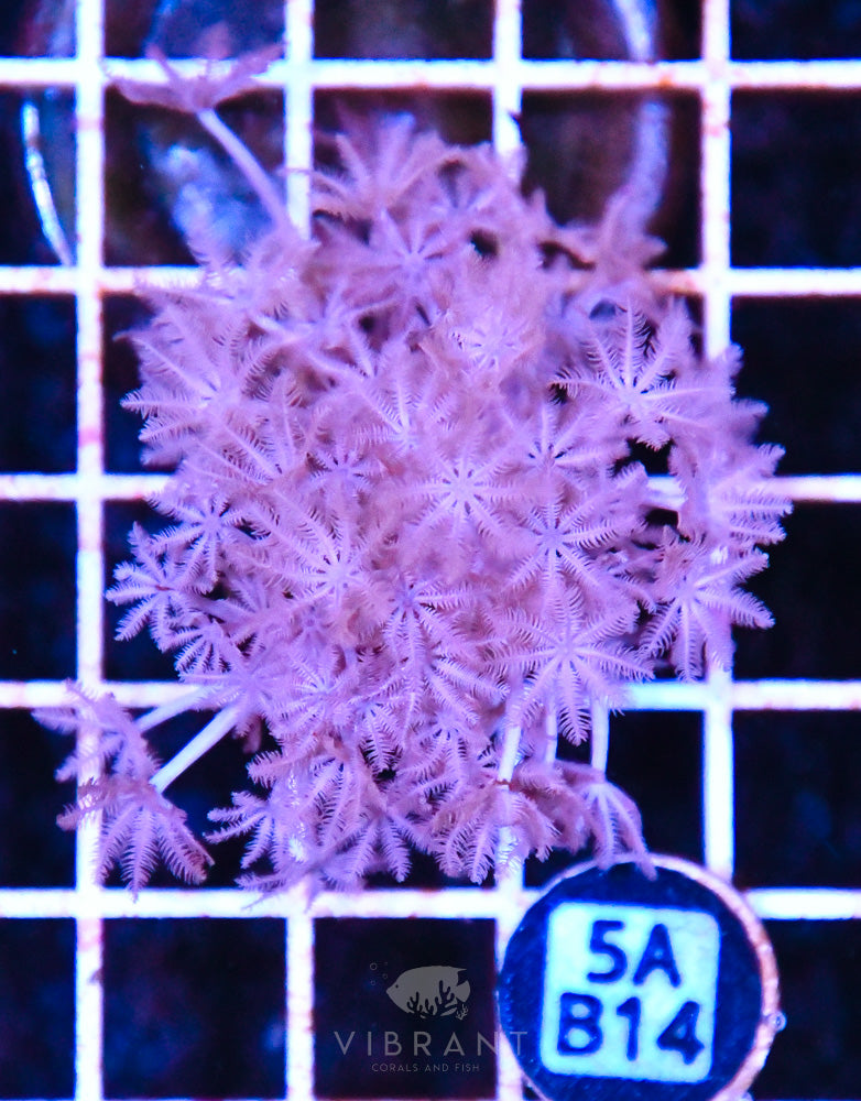 Frag Aquaculture