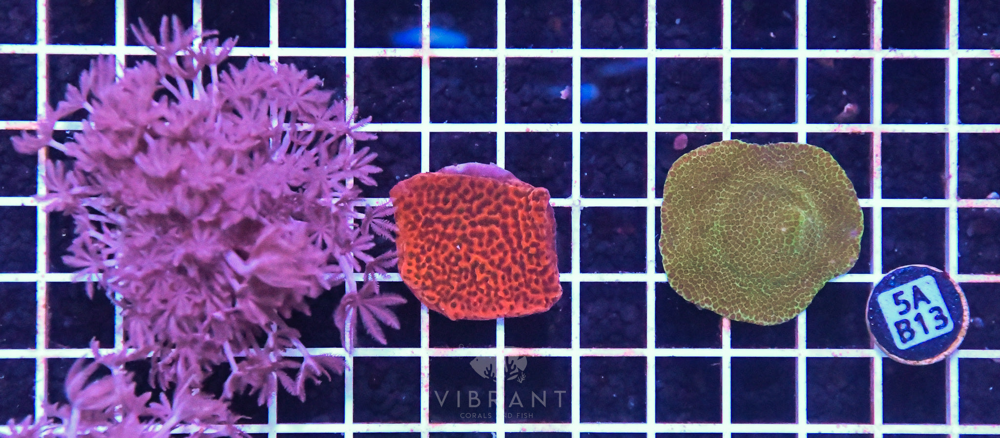 Frag Aquaculture 3pc