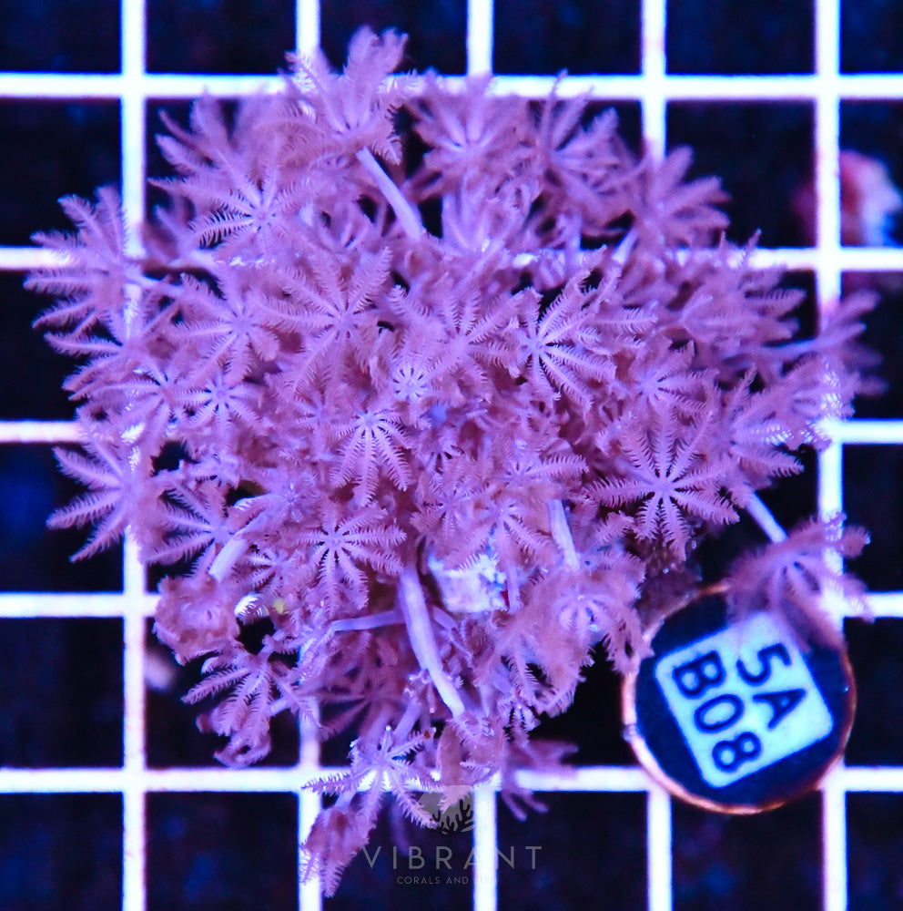 Frag Aquaculture