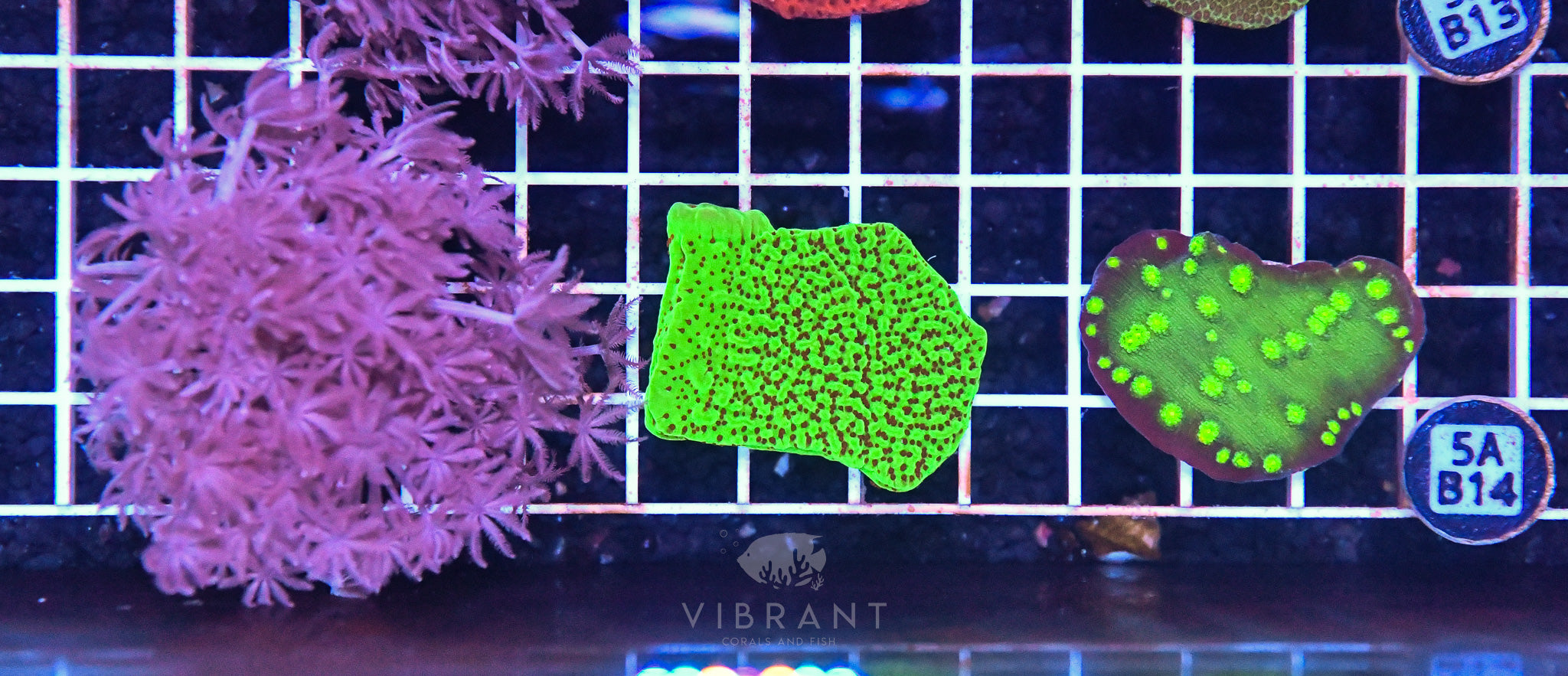 Frag Aquaculture 3pc