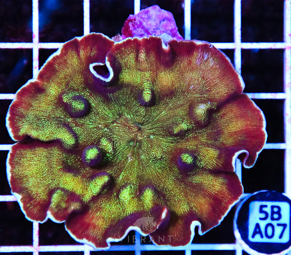 Scroll Coral AUS