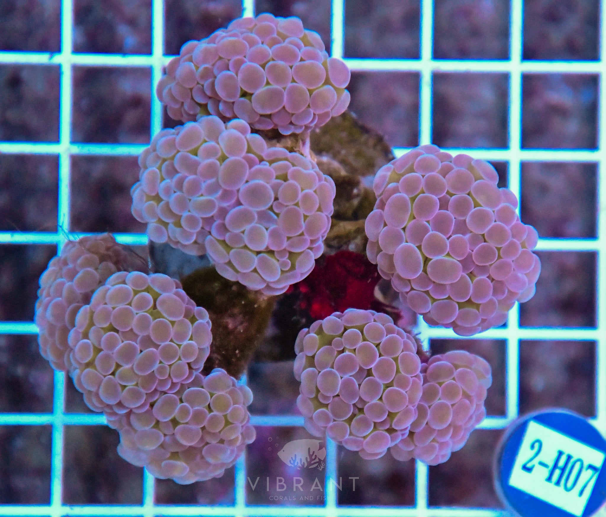 Hammer Branching INDO