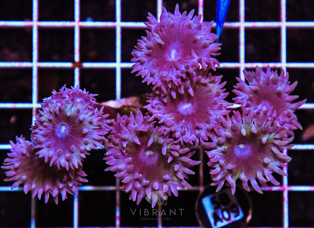 Duncan Polyp AUS