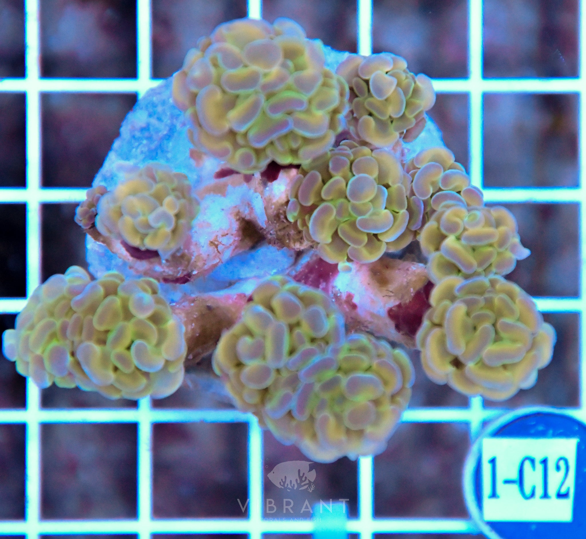 Hammer Branching Hologram INDO