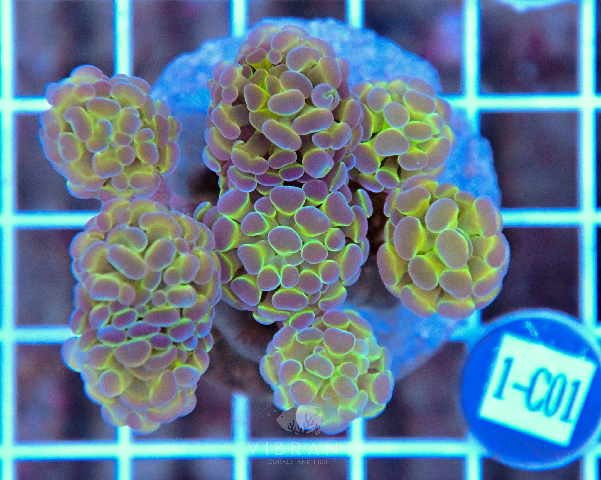 Hammer Branching Hologram INDO