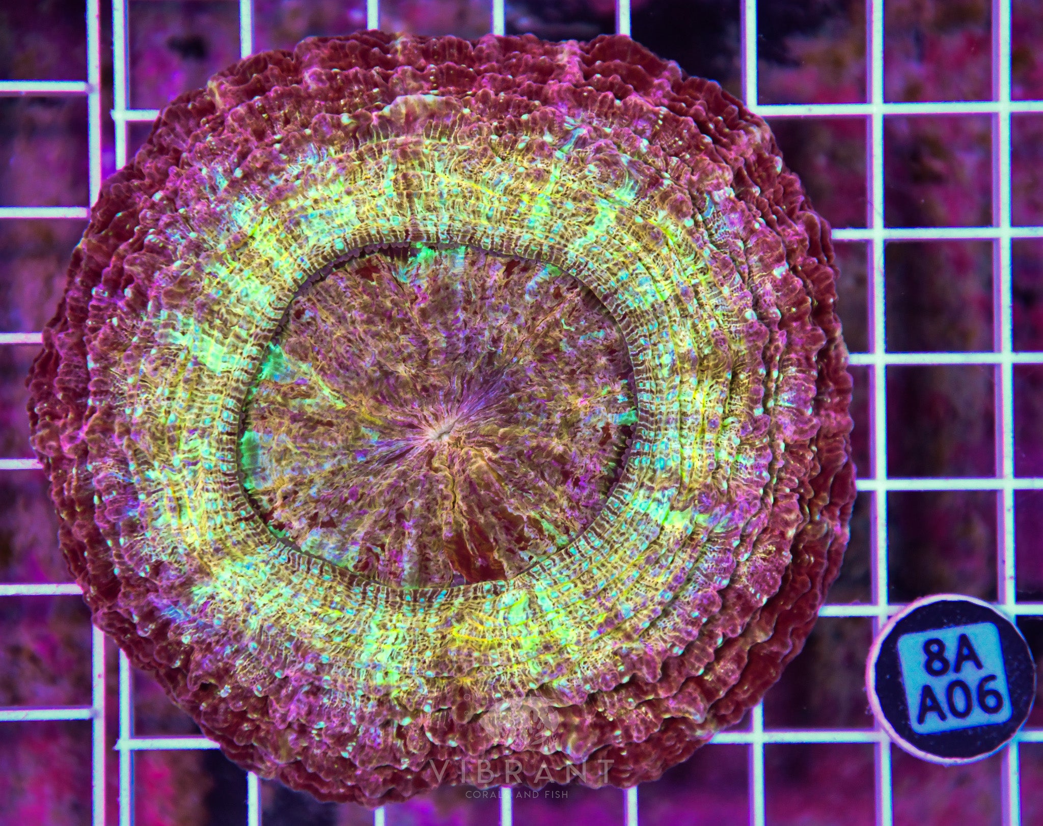 Acanthophyllia INDO W