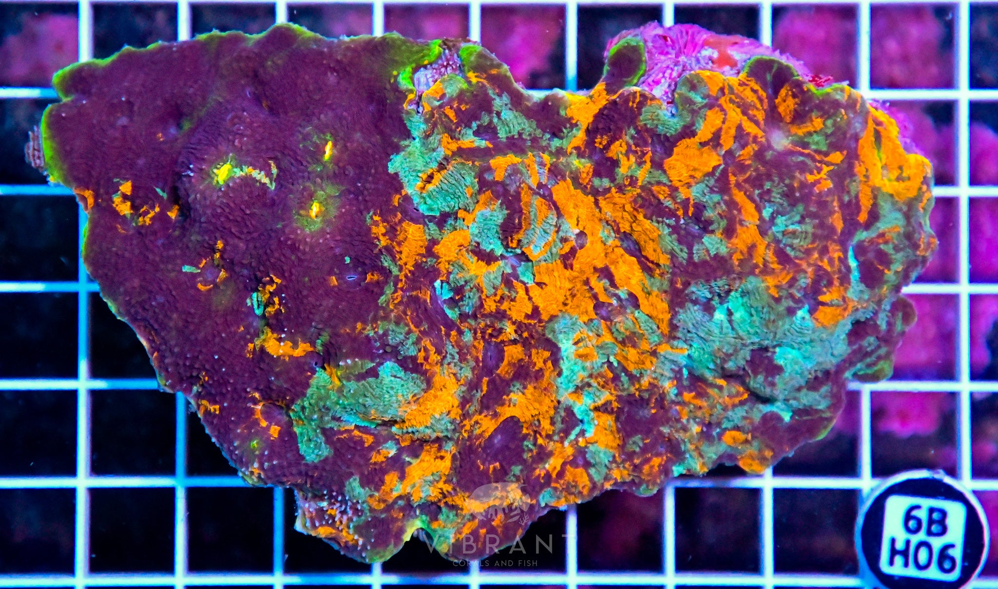 Acan Echinata INDO W