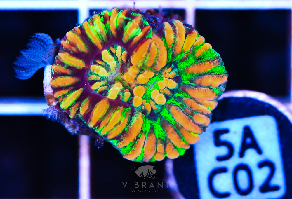 Scoly Nano WAUS GRAFTED