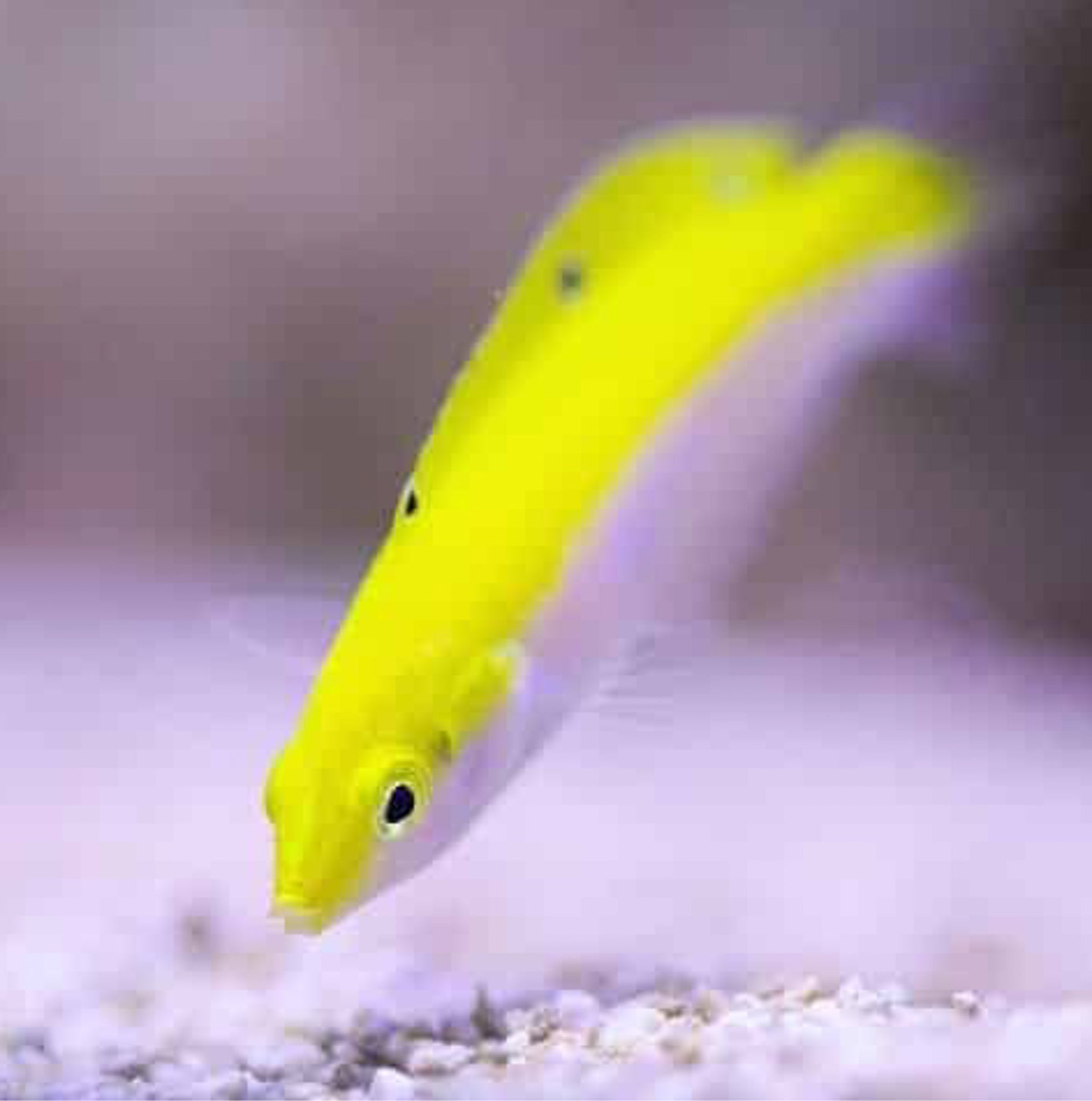 Canarytop Wrasse (Halichoeres leucoxanthus)
